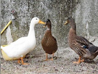 Apartamento Casanova Lerrone Entorno 17