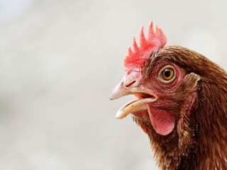 Appartement Casanova Lerrone Environnement 18