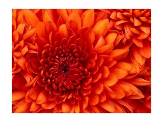 Chrysanthemum