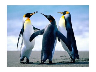 pinguine im Garten des Hauses