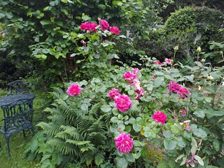 Der Garten im Frühjahr_Rosen und Farne im Dialog