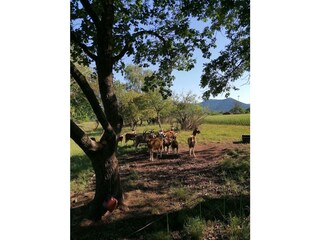 Ziegen auf dem Bauernhof