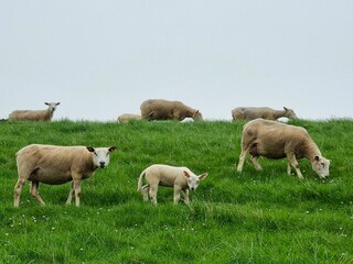 Vakantieappartement Burhave Omgeving 44