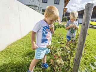Naschen im Beerengarten