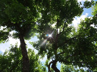 Blick durch die Krone unseres alten Apfelbaumes