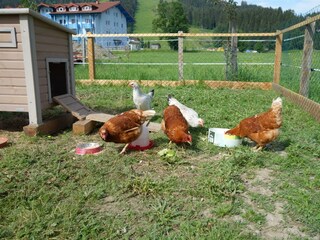 unsere Hühner