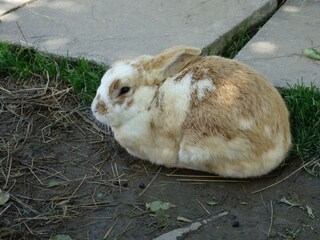 Flauschi beim Ausruhen