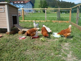 unsere Hühner