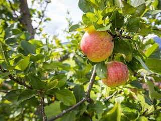 Genuss aus dem eigenen Obstgarten