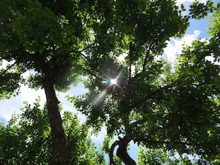 Blick durch die Krone unseres alten Apfelbaumes