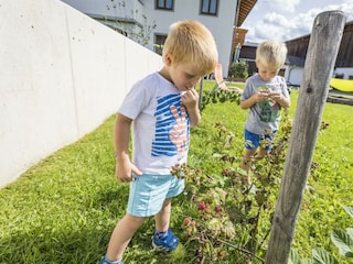 Naschen im Beerengarten