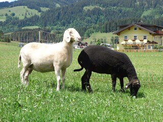 unsere Schafe