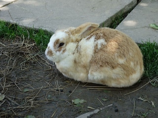 Flauschi beim Ausruhen