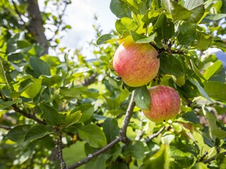 Genuss aus dem eigenen Obstgarten
