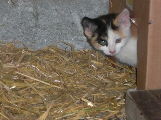 Unsere kleinen Katzen