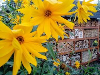 Blütenfreude im Garten