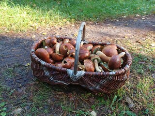 Pilze sammeln im Poitscher Wald