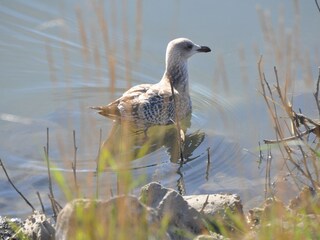 Vögel beobachten