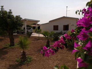 farbenfrohe Bougainvillea