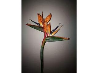 unsere Lieblingsblume, die im Garten in Hülle und Fülle