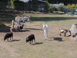 Ferienpark Gerolstein  38
