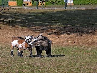 Ferienpark Gerolstein  34