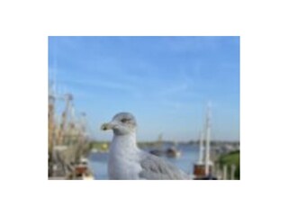 Vakantieappartement Greetsiel Omgeving 9