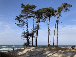 Weststrand mit Windflüchtern
