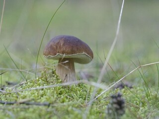Parco vacanze Bytów  20