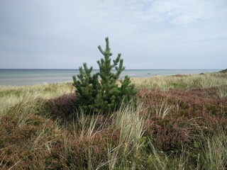 Ferienhaus Fjellerup Strand  4