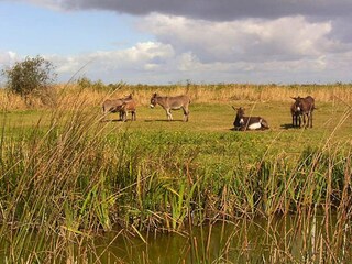 Ferienpark Les Sables-d'Olonne Außenaufnahme 5