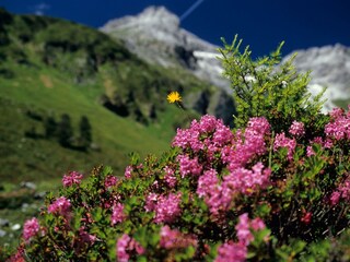 Die Kromarin | Almrauschblüte