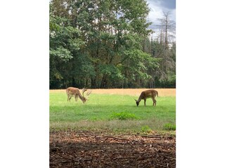 Am Wiesental-Umgebung