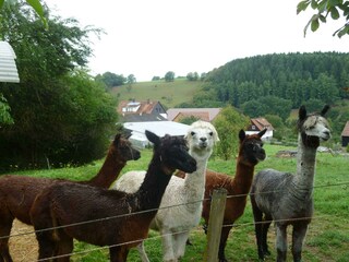 Unsere Alpakas