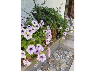 Ferienwohnung Sylvia-Blumen am Eingang