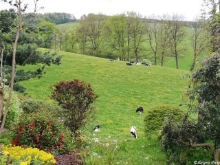 Blick auf Wiesen und Weiden
