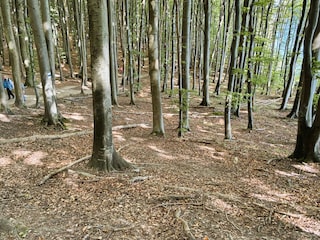 Der wunderschöne Buchenwald.