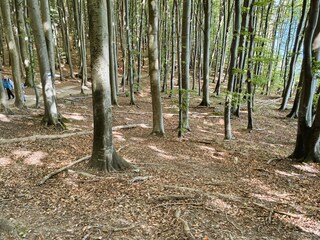 Der wunderschöne Buchenwald.