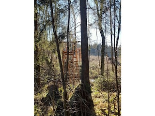 Sollingwälder