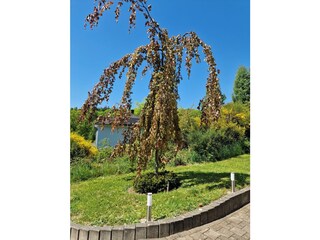 Baum_Eingang_052025