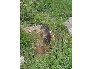 Murmeltierbeobachtung