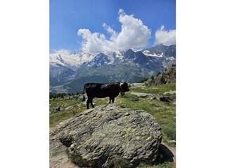 Umgebung Walliser Kuh