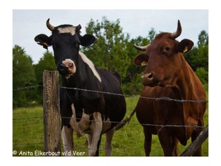 Holiday house Mürlenbach Environment 23