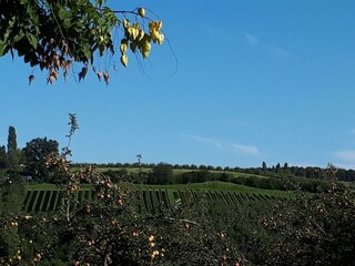 Weinberge Umgebung