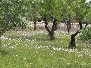 Vakantiehuis Ostuni Buitenaudio-opname 20