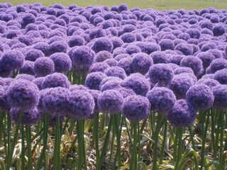 Casa per le vacanze Bergen aan Zee Ambiente 25