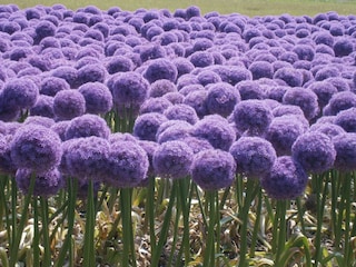 Vakantiehuis Bergen aan Zee Omgeving 25