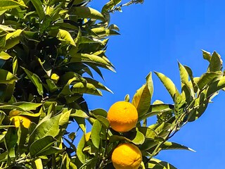 Wunderschöner Garten mit Palmen, Kamelien sowie Feigen- und Mandarinenbäumen