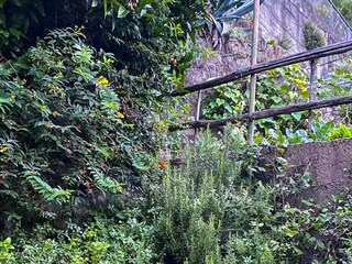 Wunderschöner Garten mit Palmen, Kamelien sowie Feigen- und Mandarinenbäumen