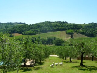 Appartamento per vacanze Certaldo Registrazione all'aperto 4